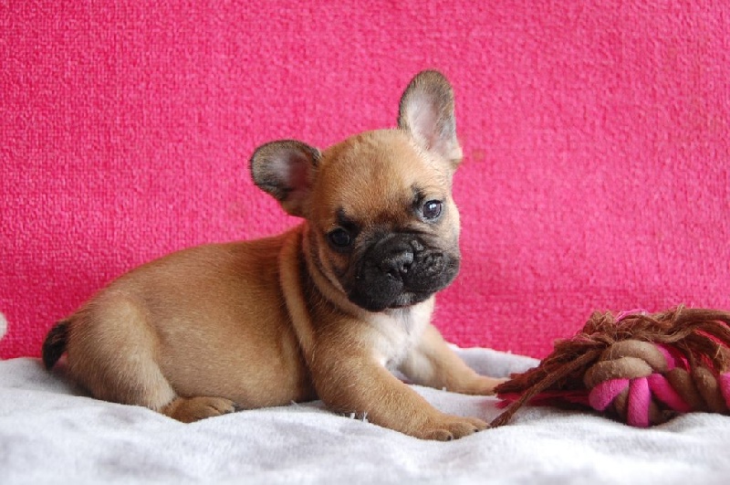De La Tour Charles Sept - Bouledogue français - Portée née le 14/07/2015