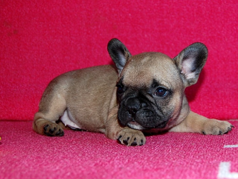 De La Tour Charles Sept - Bouledogue français - Portée née le 24/07/2015
