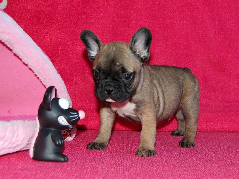De La Tour Charles Sept - Bouledogue français - Portée née le 24/07/2015