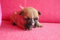 CHIOT