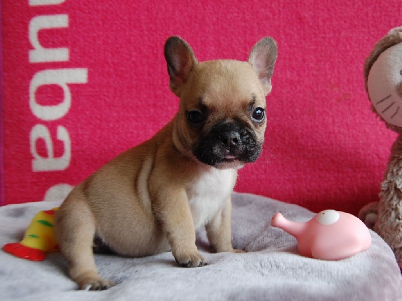 De La Tour Charles Sept - Bouledogue français - Portée née le 14/07/2015