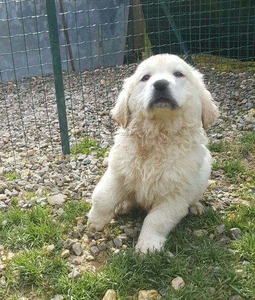 De La Tour Charles Sept - Golden Retriever - Portée née le 07/01/2017
