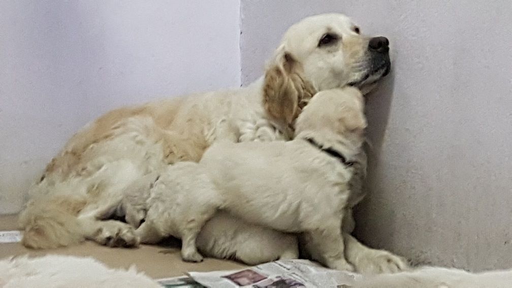 De La Tour Charles Sept - Golden Retriever - Portée née le 13/04/2017